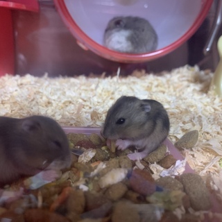 里親様申し出てがあったため受付中止します