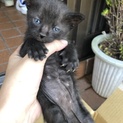 子猫を２匹保護しました。