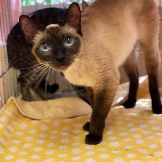 ピカイチなアフィーナ！