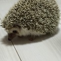 ★ハリネズミくん里親さま募集★