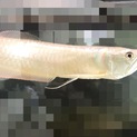 アロワナ