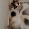 ずっとのおうちが見つかりました