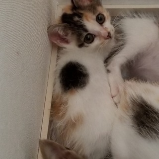 ずっとのおうちが見つかりました