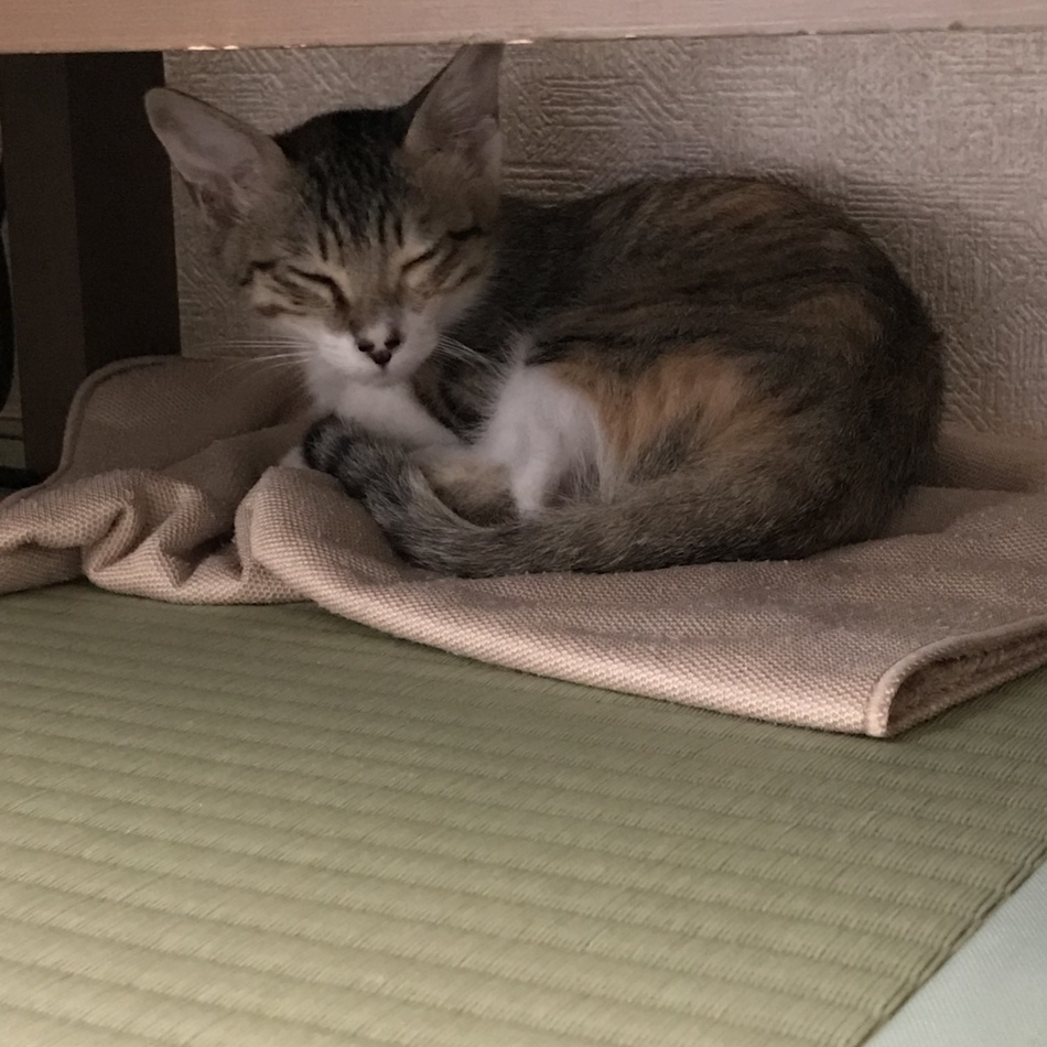 ルーナのカバー写真