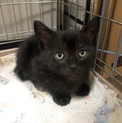 【黒猫メス】生後2ヶ月の保護猫・仲良し三兄弟
