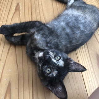 天真爛漫、お転婆、甘えん坊のスピカちゃん