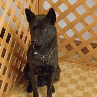 里親募集：甲斐犬、雄、約1.5歳
