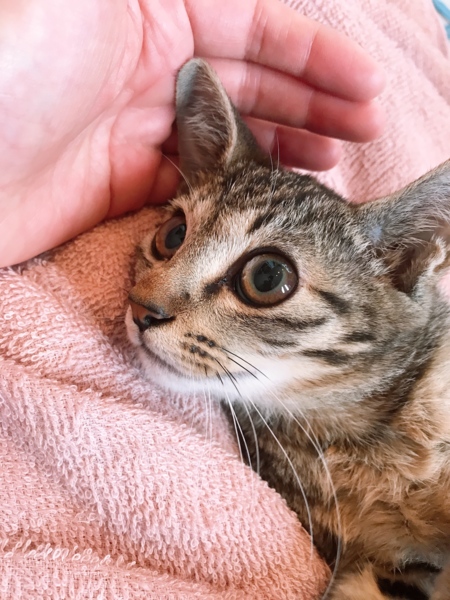 穏やかな美人さんキジ猫3 神奈川県 猫の里親募集 ペットのおうち 月間利用者150万人