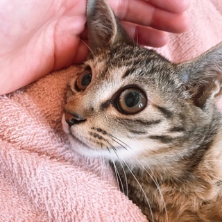 穏やかな美人さんキジ猫3.4ヶ月♀