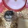 ともぺち