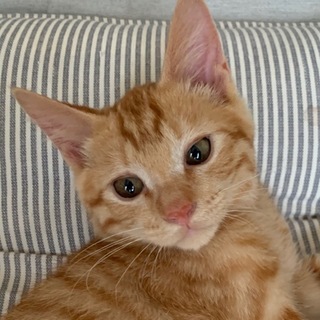 事故にあったらしく傷だらけだった茶トラ君