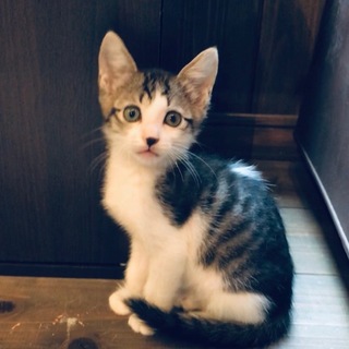 元気な3姉妹　おくらちゃん