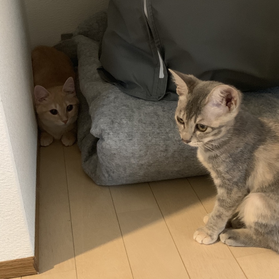 グレのカバー写真