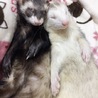 里親さん決まりました(o˘◡˘o) サムネイル4