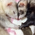 里親さん決まりました(o˘◡˘o)
