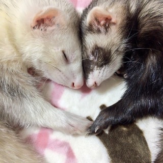 里親さん決まりました(o˘◡˘o)