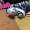 里親さん決まりました(o˘◡˘o) サムネイル5