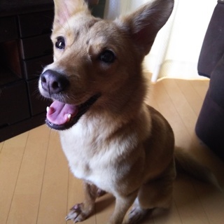 里親決定しました。