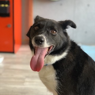 トライアル中！ スムースボーダーコリー