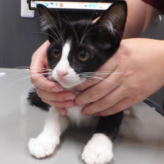 いろはちゃん♪多頭飼育の子猫です！！