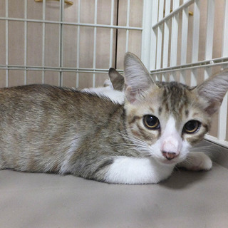 じんくん♪多頭飼育の子猫です！！