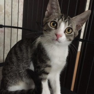 かわいいはなちゃん  一旦停止します