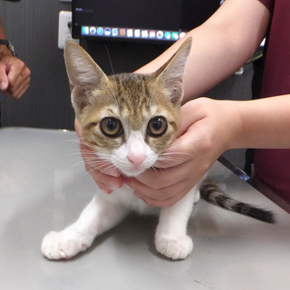 めいちゃん♪多頭飼育の子猫です！！