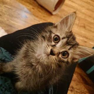 長毛きじ　おっとり甘えたなおひざねこふぁーちゃん