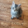 長毛きじ　おっとり甘えたなおひざねこふぁーちゃん サムネイル3