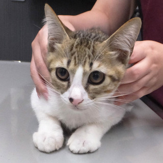 りくくん♪多頭飼育の子猫です！！