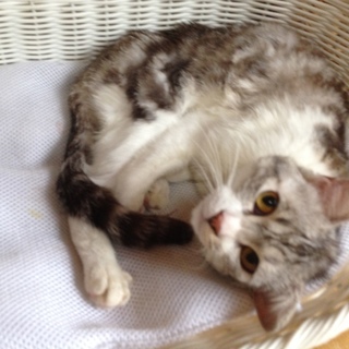 去勢手術済❗️  アメショ風な   ぶどうくん