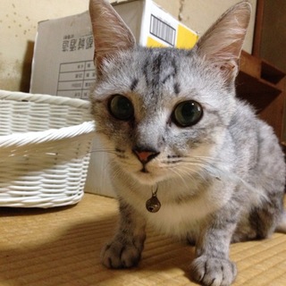 トライアル中   ホワイトタイガーみたいでちゅ