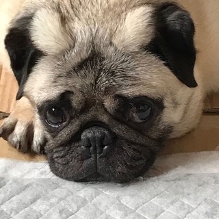 パグ美ちゃん☆元気な甘えん坊さん
