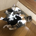 代理掲載[子猫]７月１８日生まれ６匹(残り３匹)