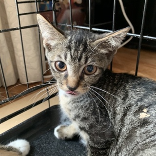 小顔の可愛い猫ちゃん