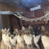 猫カフェねこひげ