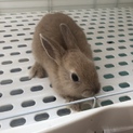 うさぎ(ネザーランドドワーフ)の赤ちゃん3匹
