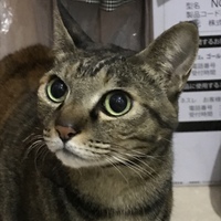 ミイ