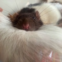 【故】ディル/中吉/ケビン