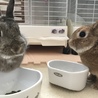 ごれいぬ53