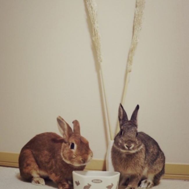 ごれいぬ53のカバー写真