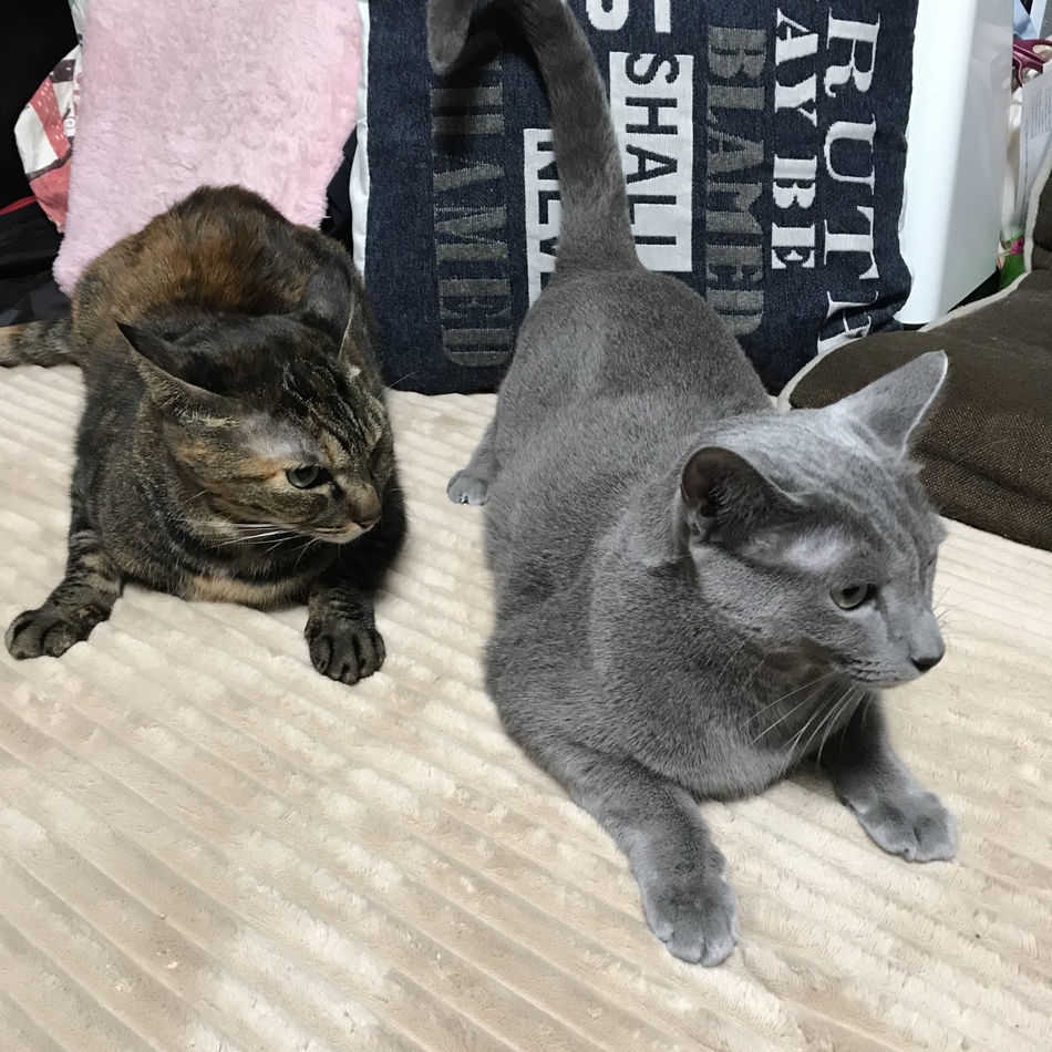 ミイのカバー写真