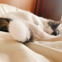 ネコ