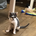 サクラちゃん、2カ月