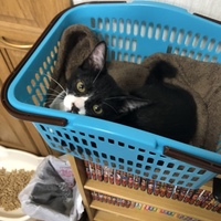 リブ