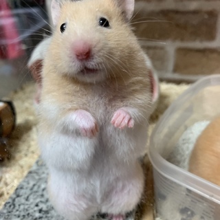 クリームバンデットのハムちゃん