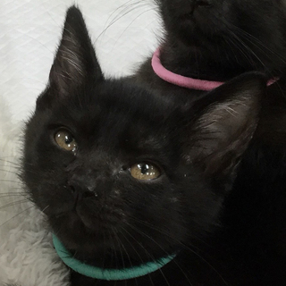 募集一時停止  黒猫★cuteな男の子ソル君