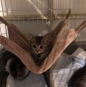 目がぱっちりキジ猫ちゃん❤️