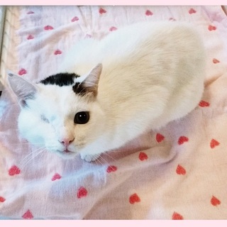 ハンデじゃないよ！チャームポイントだよ！とわくん