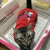 ドラちゃん